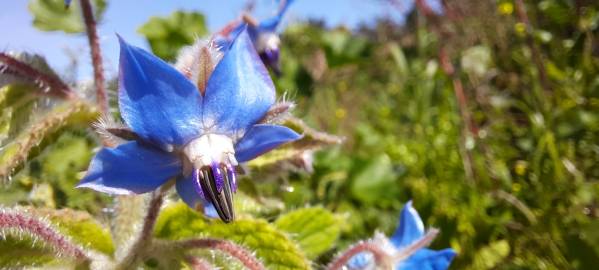 Fotografia da espécie Borago officinalis