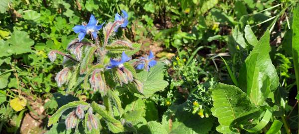 Fotografia da espécie Borago officinalis