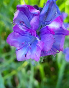 Fotografia 17 da espécie Echium plantagineum no Jardim Botânico UTAD