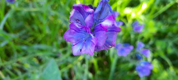 Fotografia da espécie Echium plantagineum