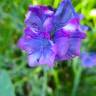 Fotografia 17 da espécie Echium plantagineum do Jardim Botânico UTAD