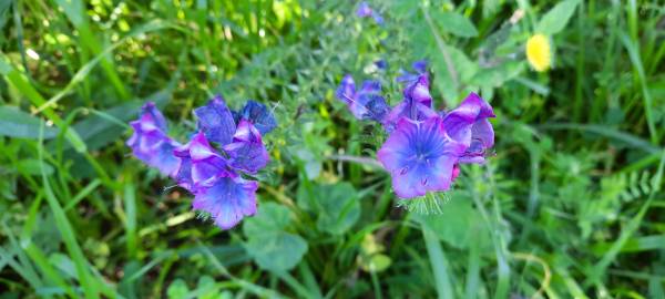 Fotografia da espécie Echium plantagineum