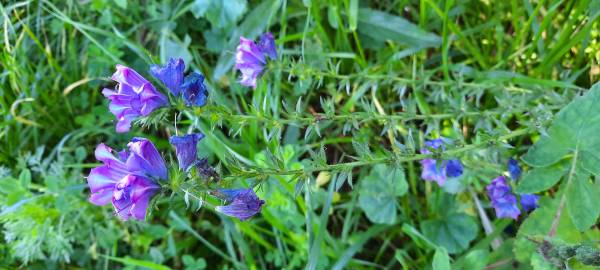 Fotografia da espécie Echium plantagineum