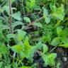 Fotografia 12 da espécie Cerastium glomeratum do Jardim Botânico UTAD
