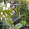 Fotografia 13 da espécie Cerastium glomeratum do Jardim Botânico UTAD