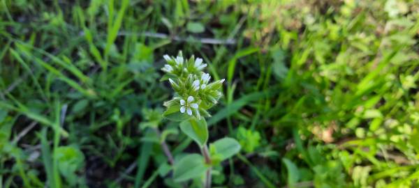 Fotografia da espécie Cerastium glomeratum