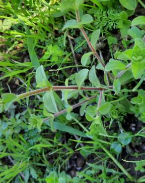 Fotografia 15 da espécie Cerastium glomeratum no Jardim Botânico UTAD