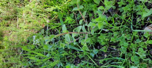 Fotografia da espécie Cerastium glomeratum