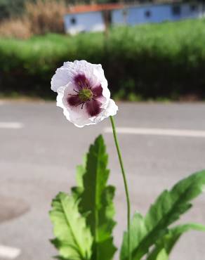 Fotografia 11 da espécie Papaver somniferum subesp. setigerum no Jardim Botânico UTAD