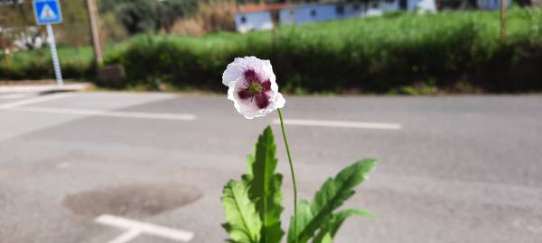 Fotografia da espécie Papaver somniferum subesp. setigerum