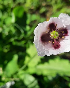 Fotografia 12 da espécie Papaver somniferum subesp. setigerum no Jardim Botânico UTAD