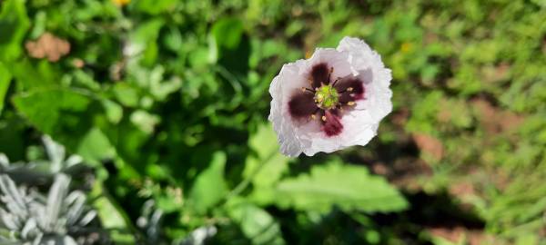 Fotografia da espécie Papaver somniferum subesp. setigerum