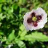 Fotografia 12 da espécie Papaver somniferum subesp. setigerum do Jardim Botânico UTAD