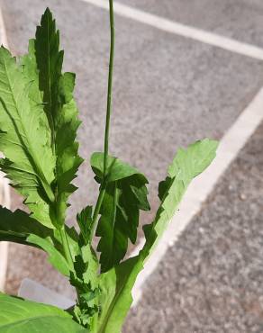 Fotografia 13 da espécie Papaver somniferum subesp. setigerum no Jardim Botânico UTAD