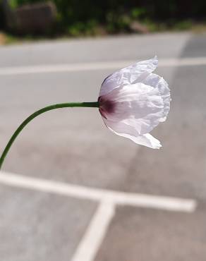 Fotografia 14 da espécie Papaver somniferum subesp. setigerum no Jardim Botânico UTAD