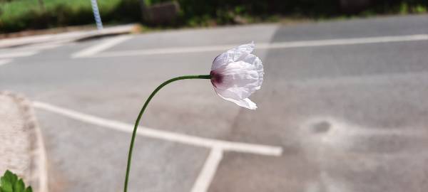 Fotografia da espécie Papaver somniferum subesp. setigerum