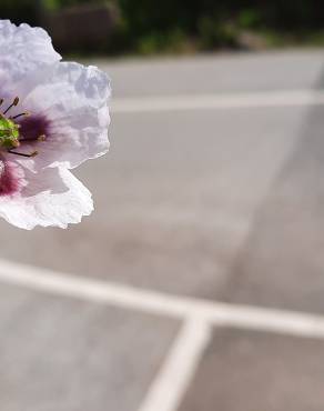 Fotografia 15 da espécie Papaver somniferum subesp. setigerum no Jardim Botânico UTAD