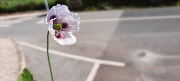 Fotografia da espécie Papaver somniferum subesp. setigerum