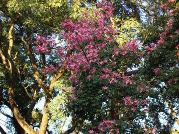 Fotografia da espécie Ceiba speciosa