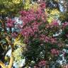 Fotografia 19 da espécie Ceiba speciosa do Jardim Botânico UTAD