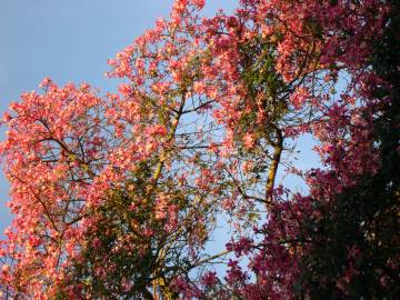 Fotografia da espécie Ceiba speciosa