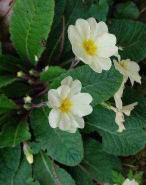 Fotografia 19 da espécie Primula acaulis subesp. acaulis no Jardim Botânico UTAD