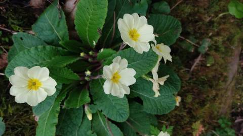 Fotografia da espécie Primula acaulis subesp. acaulis