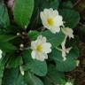 Fotografia 19 da espécie Primula acaulis subesp. acaulis do Jardim Botânico UTAD