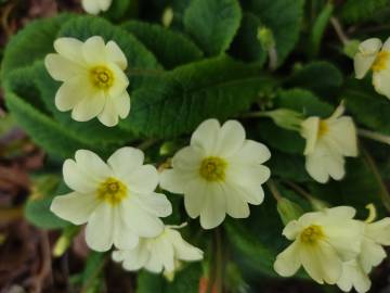 Fotografia da espécie Primula acaulis subesp. acaulis