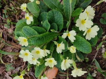 Fotografia da espécie Primula acaulis subesp. acaulis