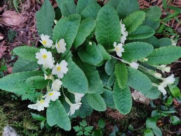 Fotografia da espécie Primula acaulis subesp. acaulis