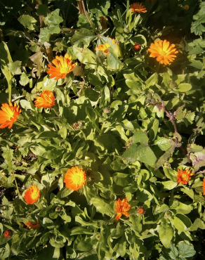 Fotografia 15 da espécie Calendula officinalis no Jardim Botânico UTAD