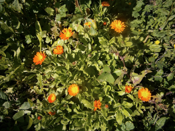 Fotografia da espécie Calendula officinalis