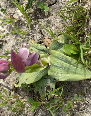 Fotografia 6 da espécie Ophrys tenthredinifera no Jardim Botânico UTAD
