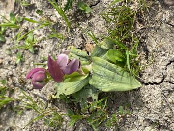 Fotografia da espécie Ophrys tenthredinifera