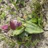 Fotografia 6 da espécie Ophrys tenthredinifera do Jardim Botânico UTAD