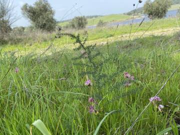 Fotografia da espécie Ophrys tenthredinifera