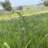 Fotografia 7 da espécie Ophrys tenthredinifera do Jardim Botânico UTAD