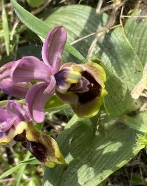 Fotografia 8 da espécie Ophrys tenthredinifera no Jardim Botânico UTAD