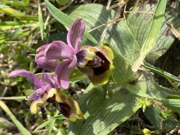 Fotografia da espécie Ophrys tenthredinifera