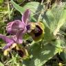 Fotografia 8 da espécie Ophrys tenthredinifera do Jardim Botânico UTAD