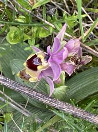 Fotografia da espécie Ophrys tenthredinifera