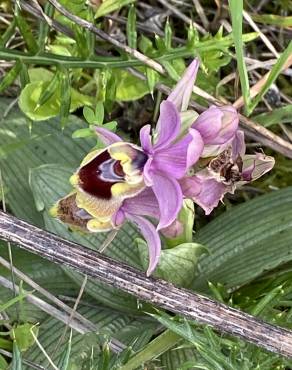 Fotografia 9 da espécie Ophrys tenthredinifera no Jardim Botânico UTAD