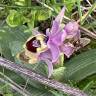 Fotografia 9 da espécie Ophrys tenthredinifera do Jardim Botânico UTAD