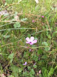 Fotografia da espécie Erodium cicutarium subesp. cicutarium