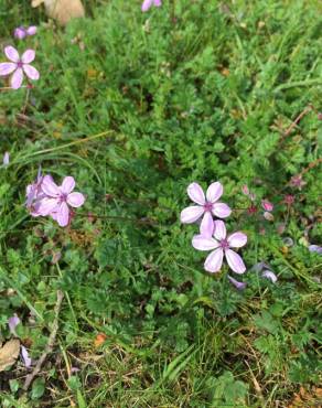 Fotografia 12 da espécie Erodium cicutarium subesp. cicutarium no Jardim Botânico UTAD