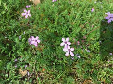 Fotografia da espécie Erodium cicutarium subesp. cicutarium