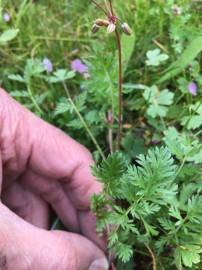 Fotografia da espécie Erodium cicutarium subesp. cicutarium