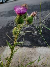 Fotografia da espécie Cirsium vulgare