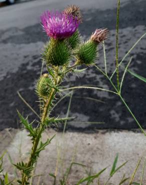 Fotografia 15 da espécie Cirsium vulgare no Jardim Botânico UTAD